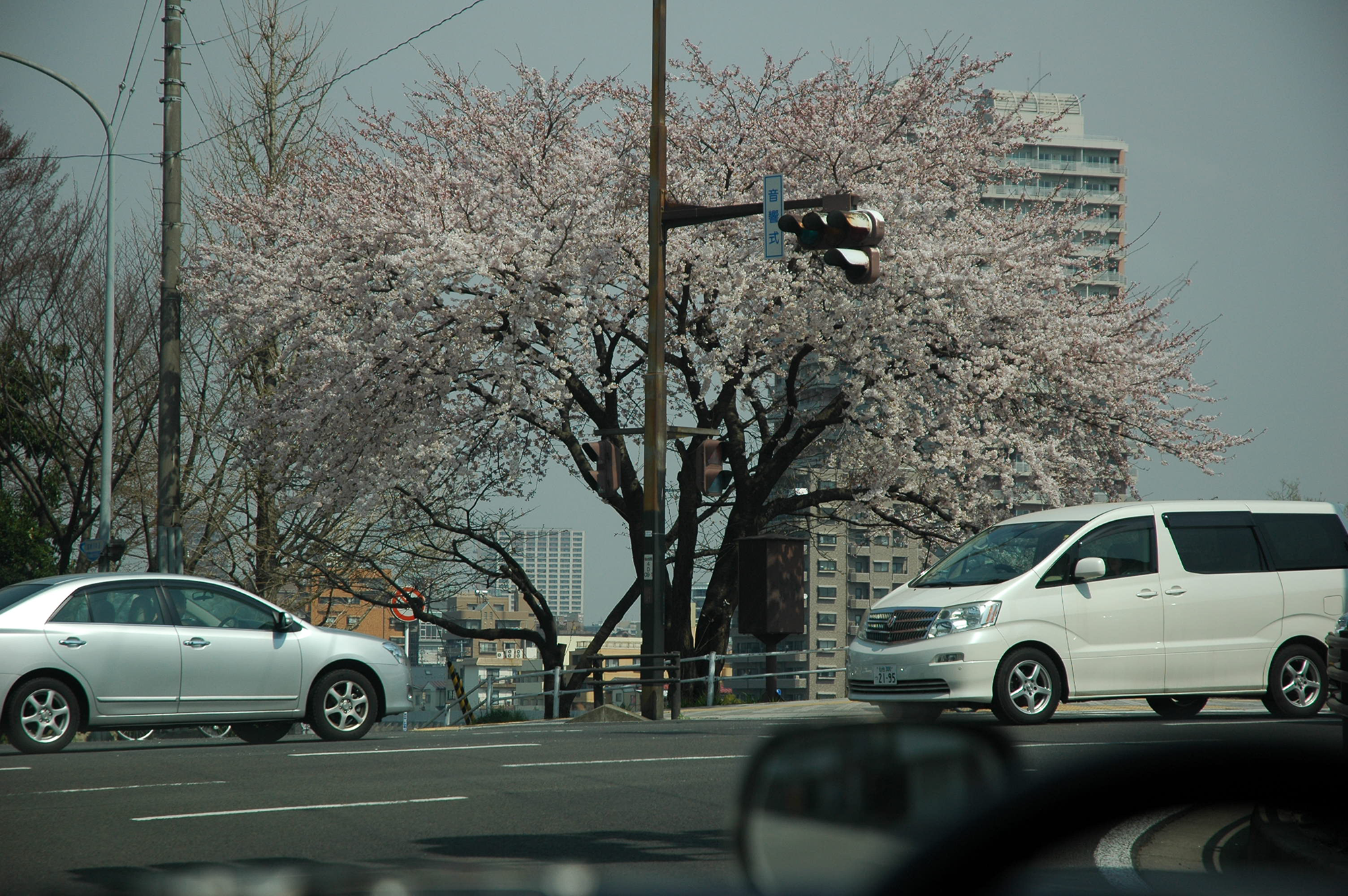 東日本大震災 仙台の桜