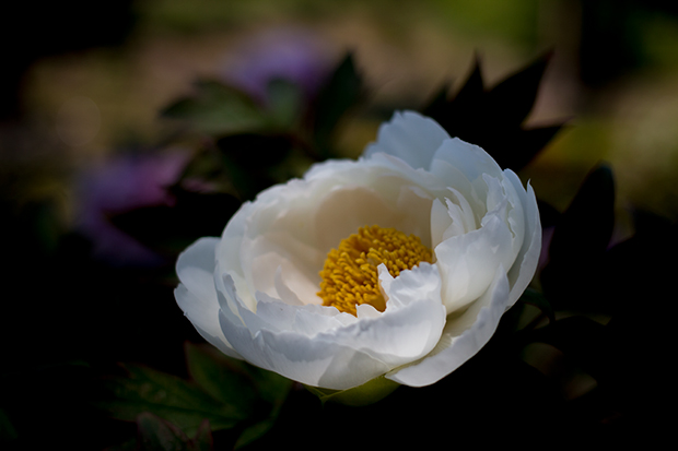 東松山ぼたん園 牡丹