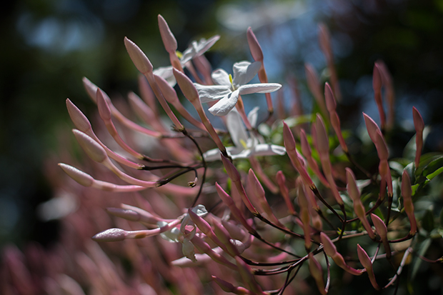 北鎌倉 花