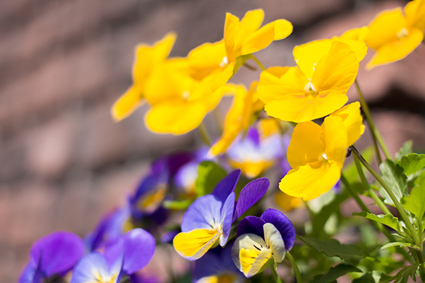 鎌倉 花壇の花