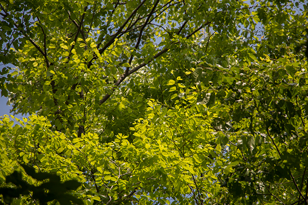 鎌倉 新緑の木々