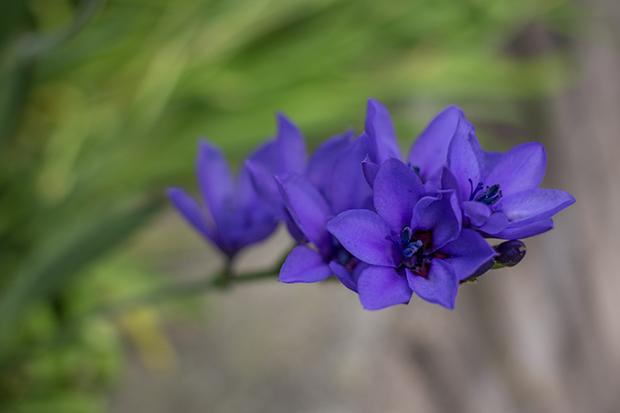 鎌倉 青い花
