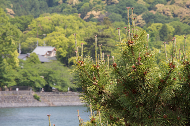 京都 宇治橋 松