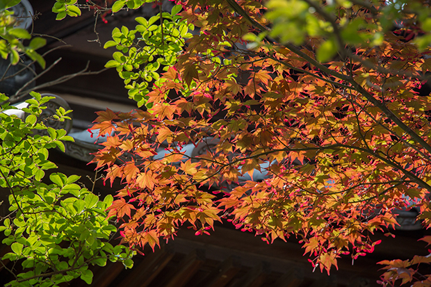 宇治平等院鳳凰堂 紅葉