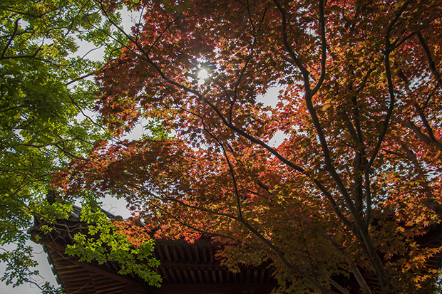 宇治平等院鳳凰堂 紅葉