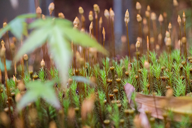 星のや 京都 植物