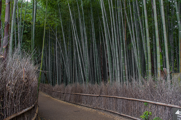 京都 嵐山 竹林の道