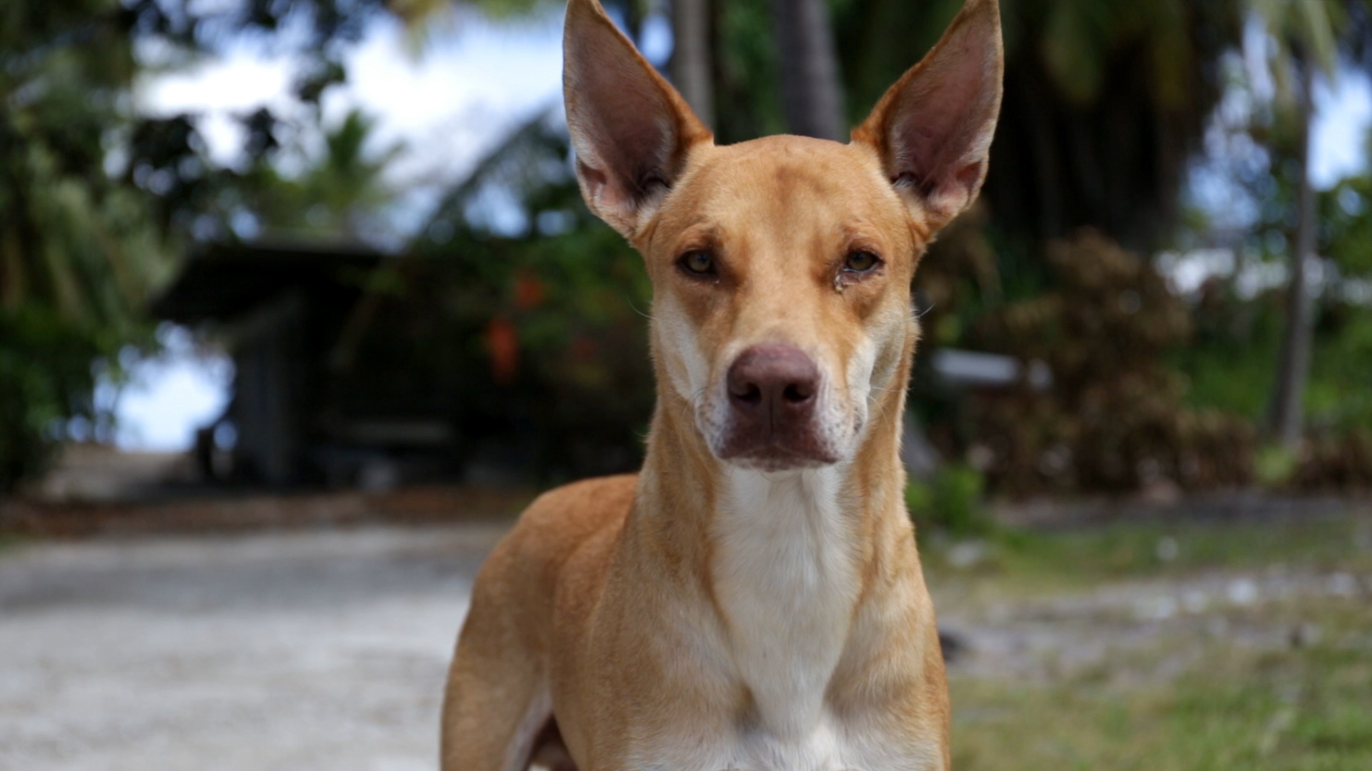 タヒチ ランギロア島 プロモーション動画 観光 犬 