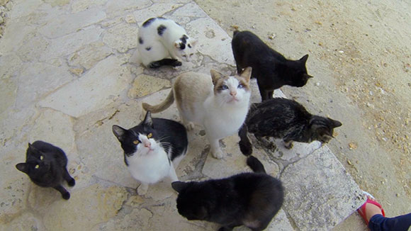 竹富島 コンドイビーチの猫たち☆